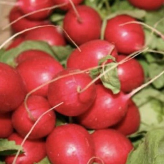 bunch of radishes