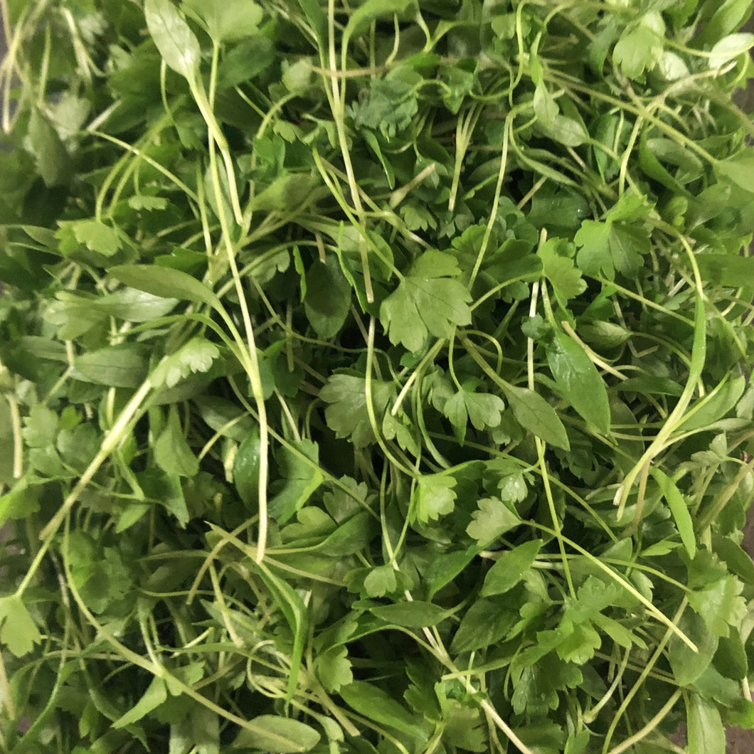 fresh micro parsley leaves